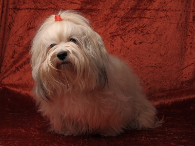 Bichon Havanais fra Kennel Miki Nanoq