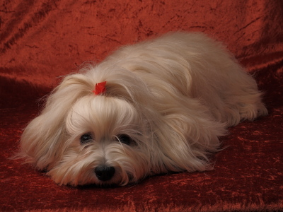 Bichon Havanais fra Kennel Miki Nanoq