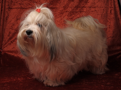 Bichon Havanais fra Kennel Miki Nanoq