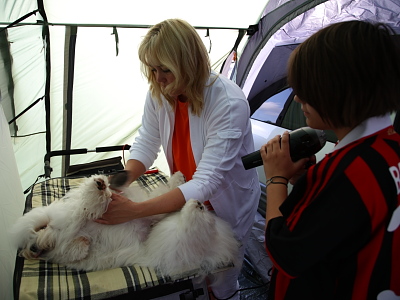 Bichon Havanais hos Kennel Miki Nanoq