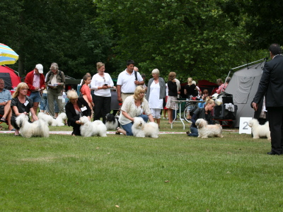 Bichon Havanais hos Kennel Miki Nanoq