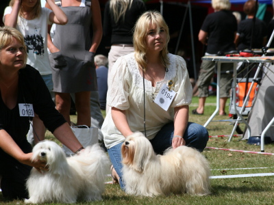 Bichon Havanais hos Kennel Miki Nanoq