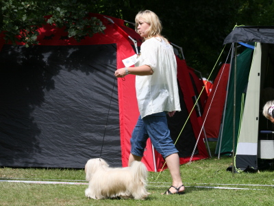 Bichon Havanais hos Kennel Miki Nanoq