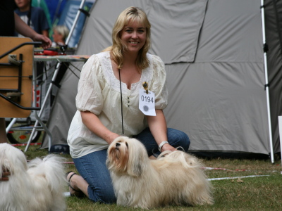 Bichon Havanais hos Kennel Miki Nanoq