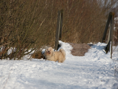 Bichon Havanais fra Kennel Miki Nanoq
