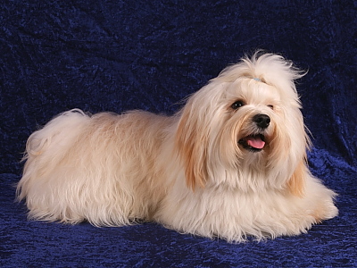 Bichon Havanais fra Kennel Miki Nanoq