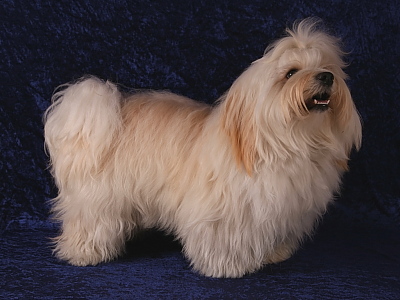 Bichon Havanais fra Kennel Miki Nanoq