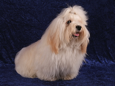 Bichon Havanais fra Kennel Miki Nanoq