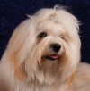 Octavius - Bichon Havanais