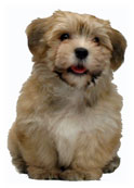 Erika - Bichon Havnais