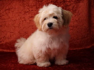Bichon Havanais fra Kennel Miki Nanoq