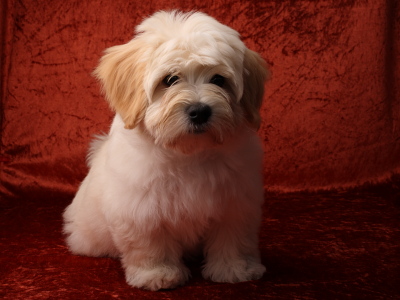 Bichon Havanais fra Kennel Miki Nanoq