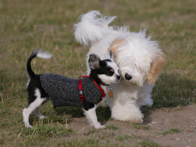 Bichon Havanais hos Kennel Miki Nanoq