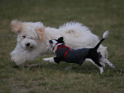 Bichon Havanais hos Kennel Miki Nanoq