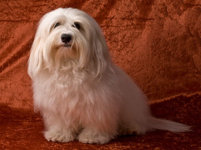 Bichon Havanais fra Kennel Miki Nanoq