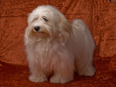 Bichon Havanais fra Kennel Miki Nanoq