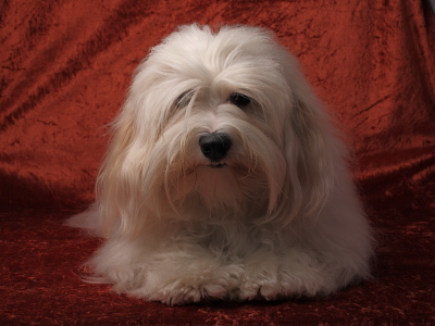 Bichon Havanais fra Kennel Miki Nanoq