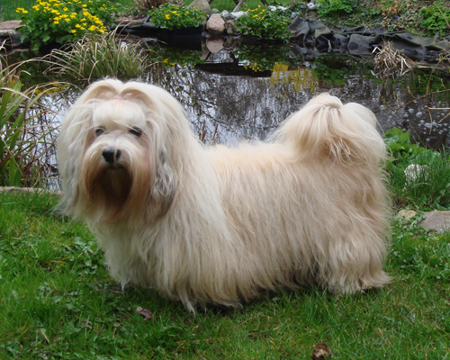 Bichon Havanais fra Kennel Miki Nanoq