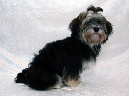 Kennel Miki Nanaoq Laika