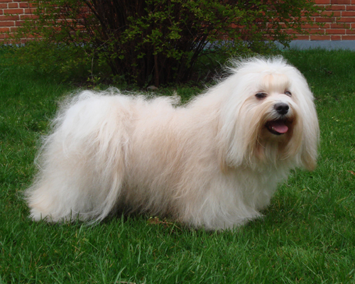 Bichon Havanais fra Kennel Miki Nanoq