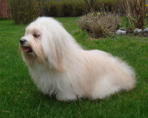 Bichon Havanais fra Kennel Miki Nanoq