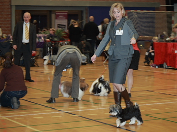 Miki Nanoq Laika på Udstilling i Middelfart 2011